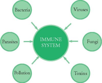 what does the immune system do