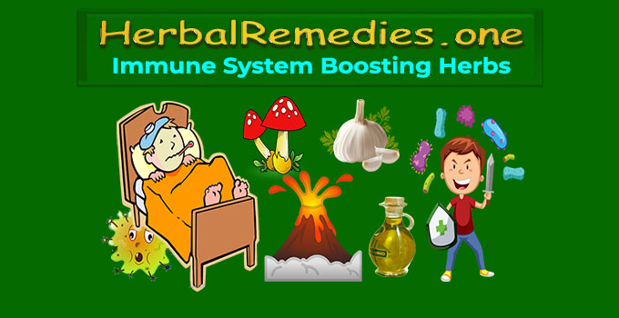 Immune System Booster Supplements